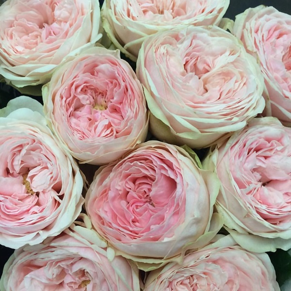 Garden Rose Mansfield Park Garden Rose Roses Flowers by category